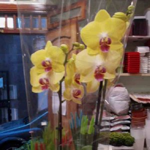 orquidea-amarailla