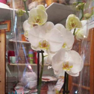 orquidea-blanca